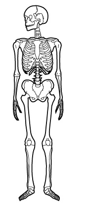 THDC-Diagram-skeleton-03