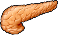 s-pancreas